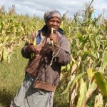 A community maize farm curbs poverty in Mbashe